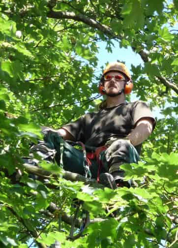 Baumpflege und Baumsanierung im Westerwald