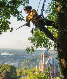 Baumpflege spezialisten in Dierdorf