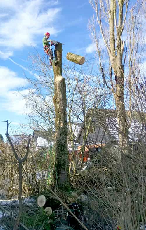 Baumfällung Anhausen, Kreis Neuwied