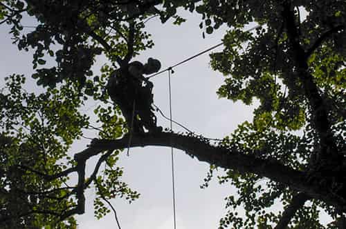 Baumfällung im Bergneustadt